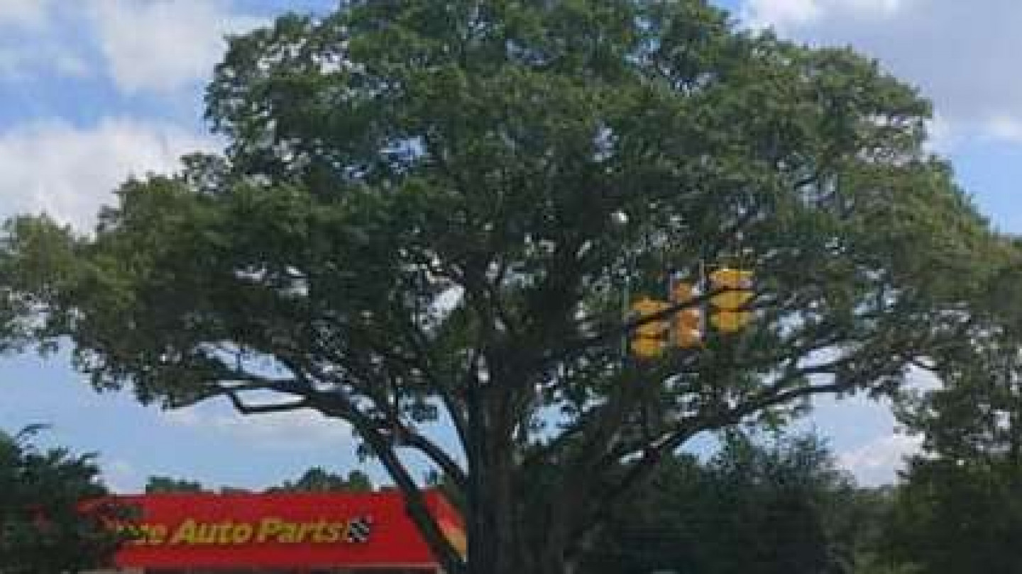 Tree pruning lexington sc, Boalsburg PA